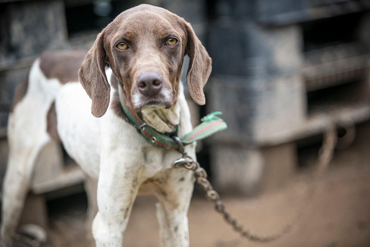 South Korea Dog Meat Farm Rescue | 올치올치