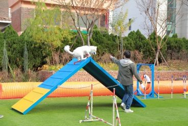서울종합예술실용학교(SAC), 애완동물 무료 진로체험 캠프 개최