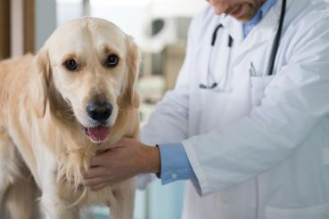 동물병원서 진료받은 뒤 바로 보험금 청구…동물병원 참여가 변수